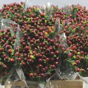 HYPERICUM MAG SEASONS 50